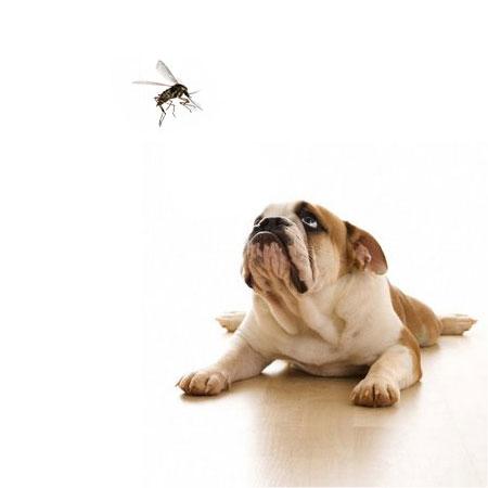 como eliminar los mosquitos bulldog