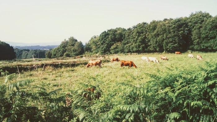 vacas