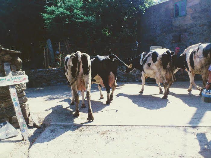 vacas-2