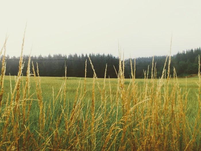 campo-3