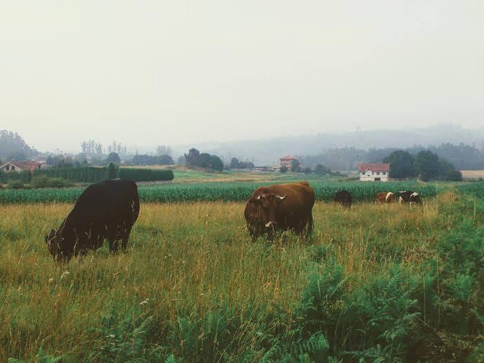 vacas-4