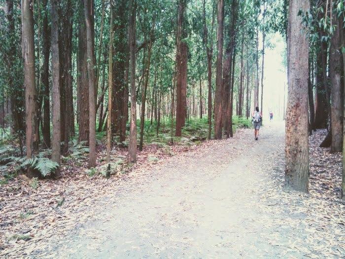 bosque-2