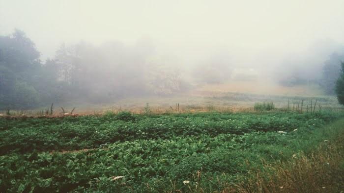 campo