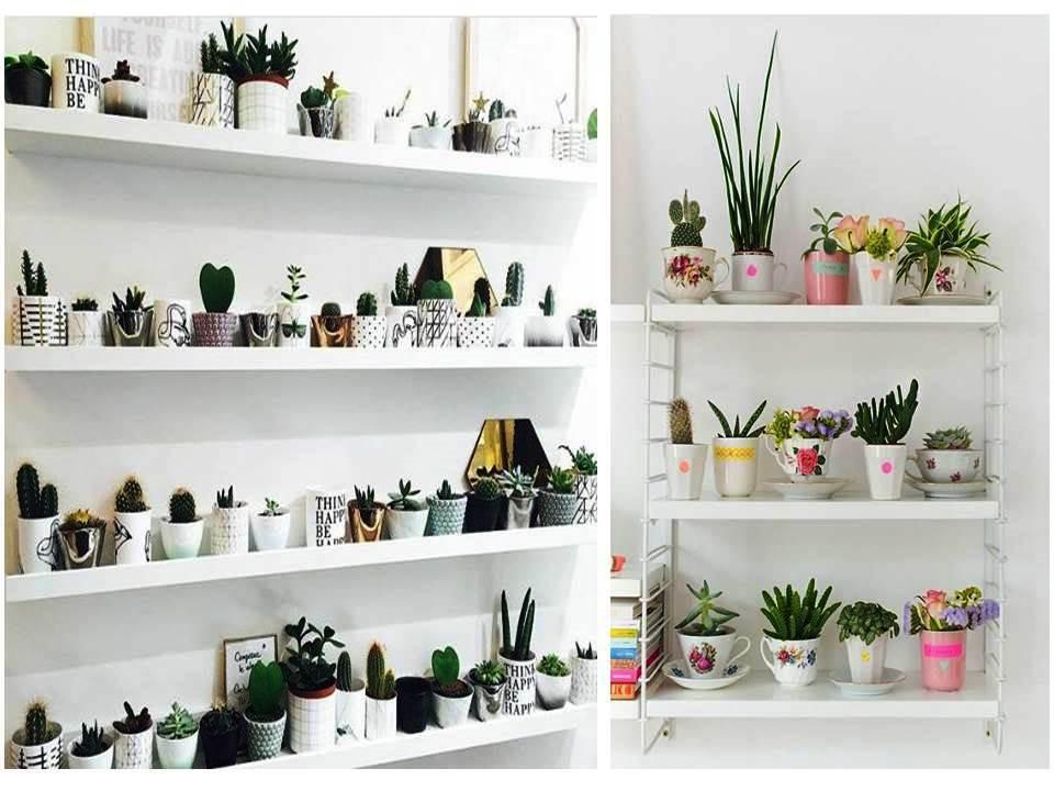 Ideas con cactus para decorar el hogar