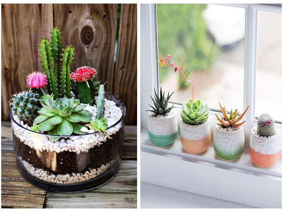 Ideas con cactus para decorar el hogar