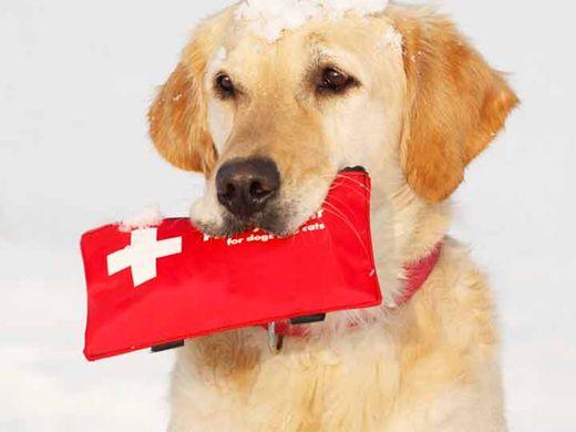 After Hours Emergency Pet Care | Vestal & Johnson City, NY ...