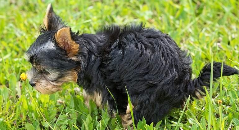 ¿Por qué algunos perros comen caca?
