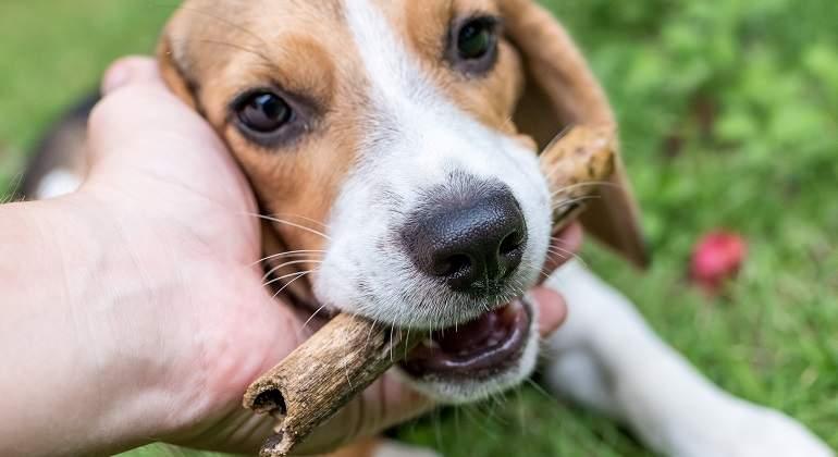 ¿Por qué algunos perros comen caca?