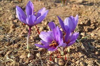 museo-azafran-monreal-que-ver-en-terruel
