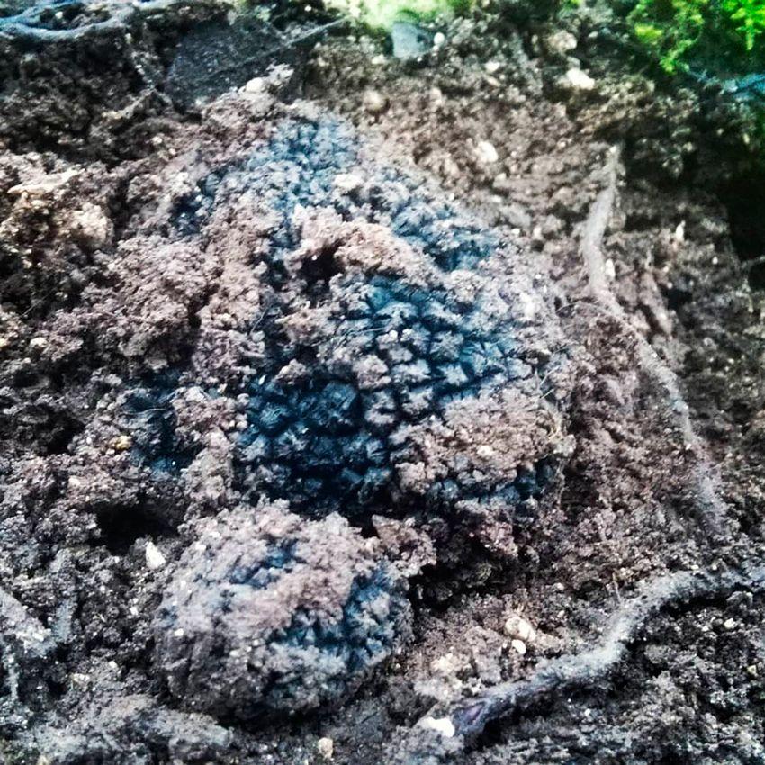 trufa de verano - tuber aestivum - la casa de las setas