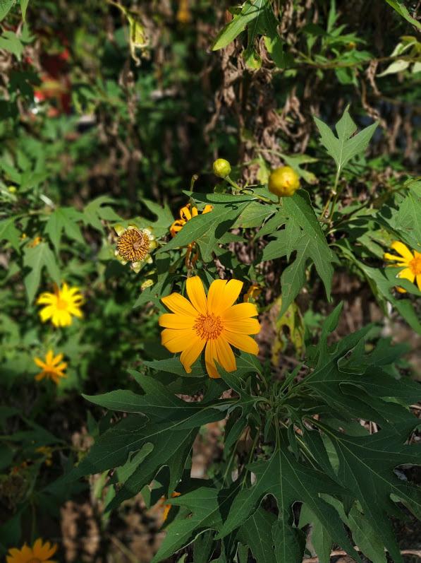 Flores en Trekking en Chiang Rai