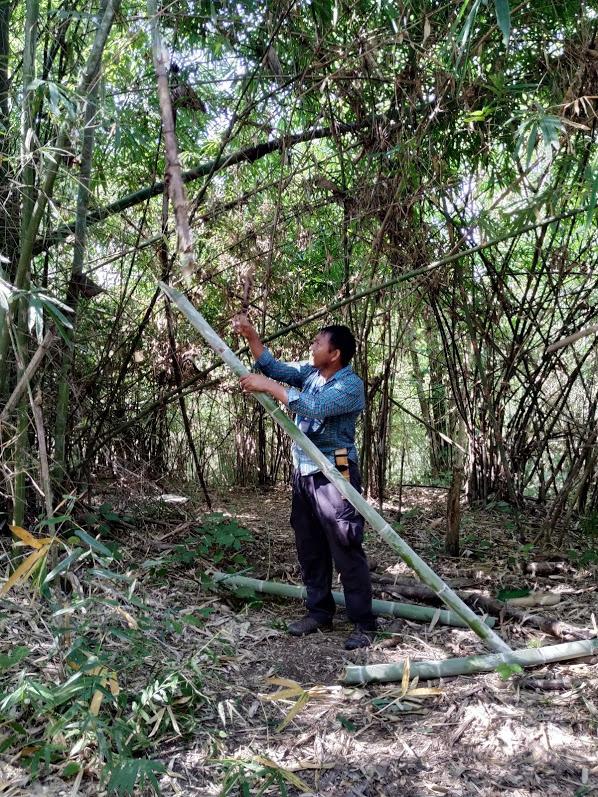 bambu chiang rai