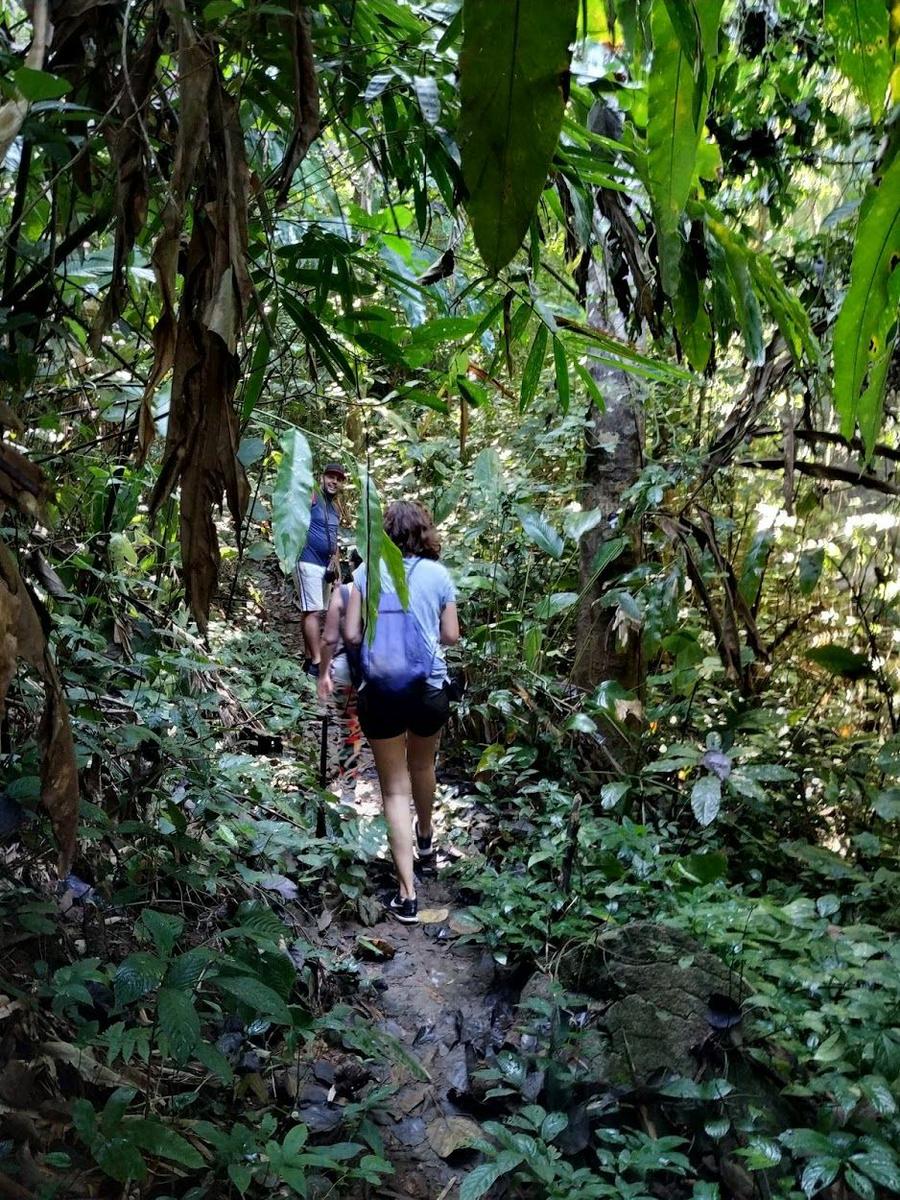 jungla en Trekking en Chiang Rai