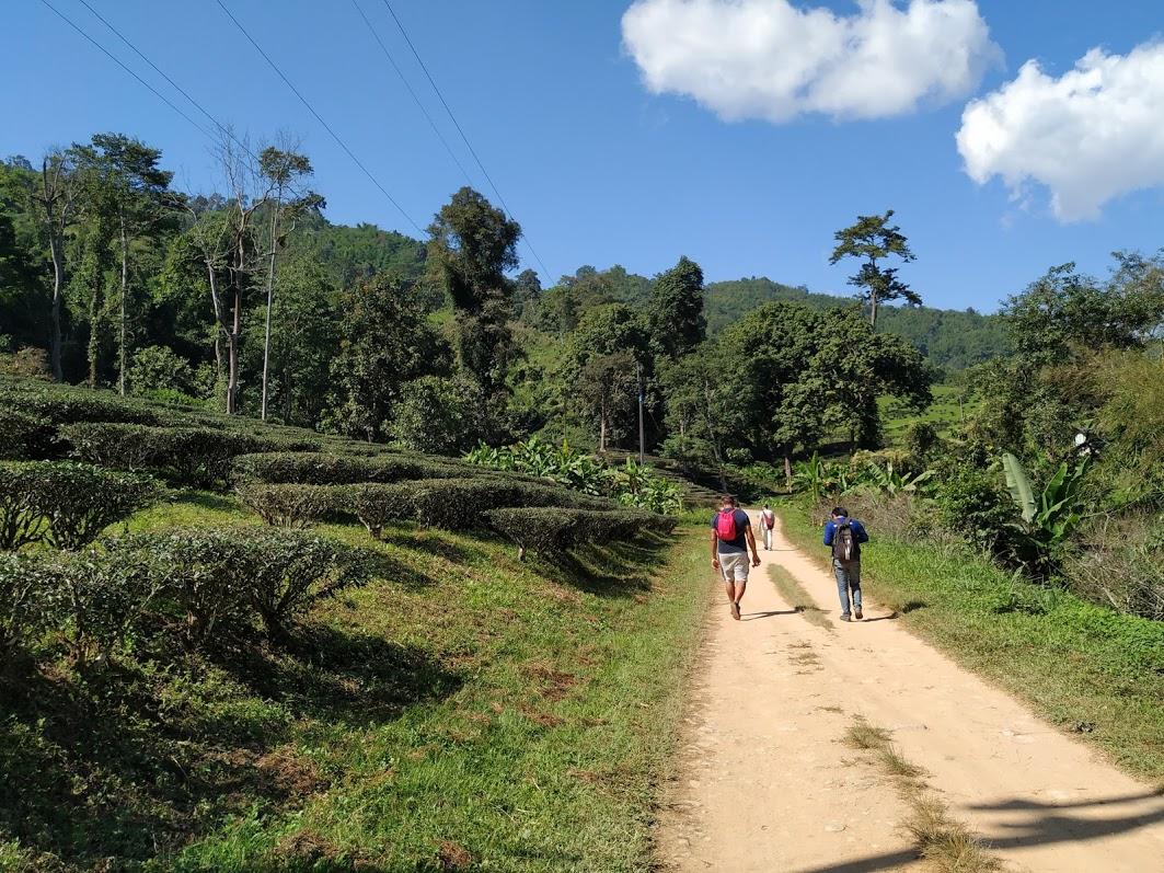 Campos de te chiang rai