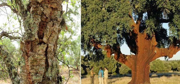 Desarrollo y crecimiento de alcornoques