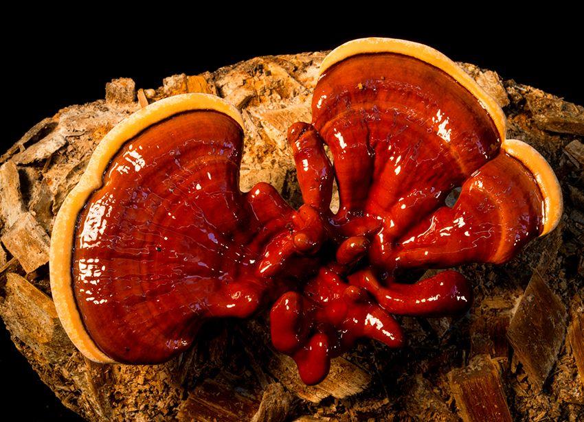 ganoderma lucidum-reishi.lingzhi-setas medicinales-la casa de las setas