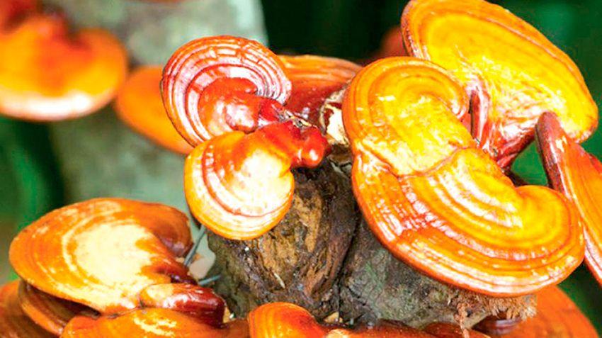 ganoderma lucidum-reishi.lingzhi-setas medicinales-la casa de las setas