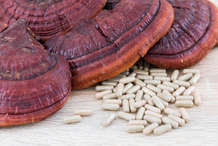 ganoderma lucidum-reishi.lingzhi-setas medicinales-la casa de las setas