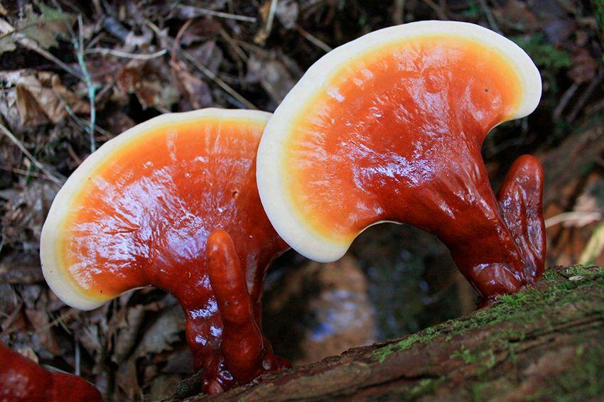 ganoderma lucidum-reishi.lingzhi-setas medicinales-la casa de las setas