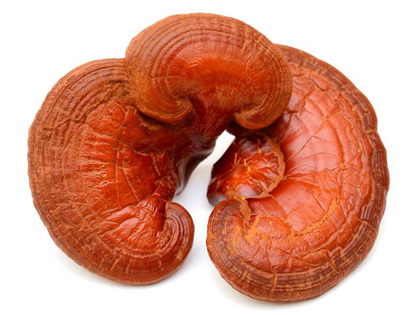 19-reishi-ganoderma-lucidum-lingzhi-lacasadelassetas
