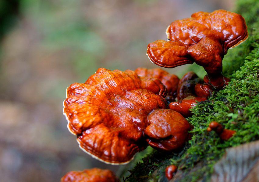 17-reishi-ganoderma-lucidum-lingzhi-lacasadelassetas