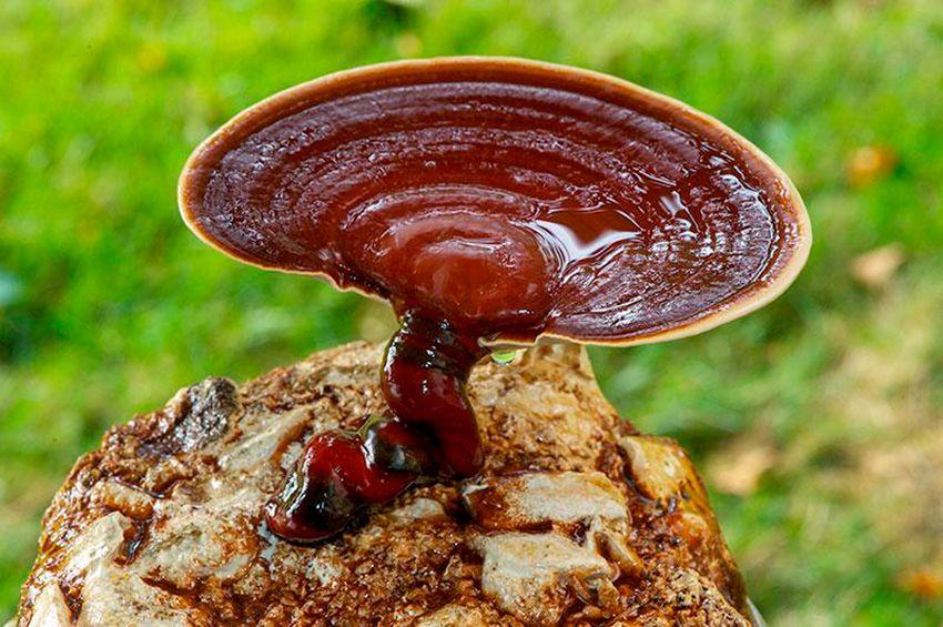 15-reishi-ganoderma-lucidum-lingzhi-lacasadelassetas