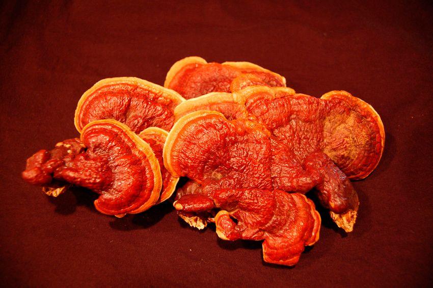 14-reishi-ganoderma-lucidum-lingzhi-lacasadelassetas
