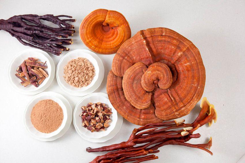 13-reishi-ganoderma-lucidum-lingzhi-lacasadelassetas