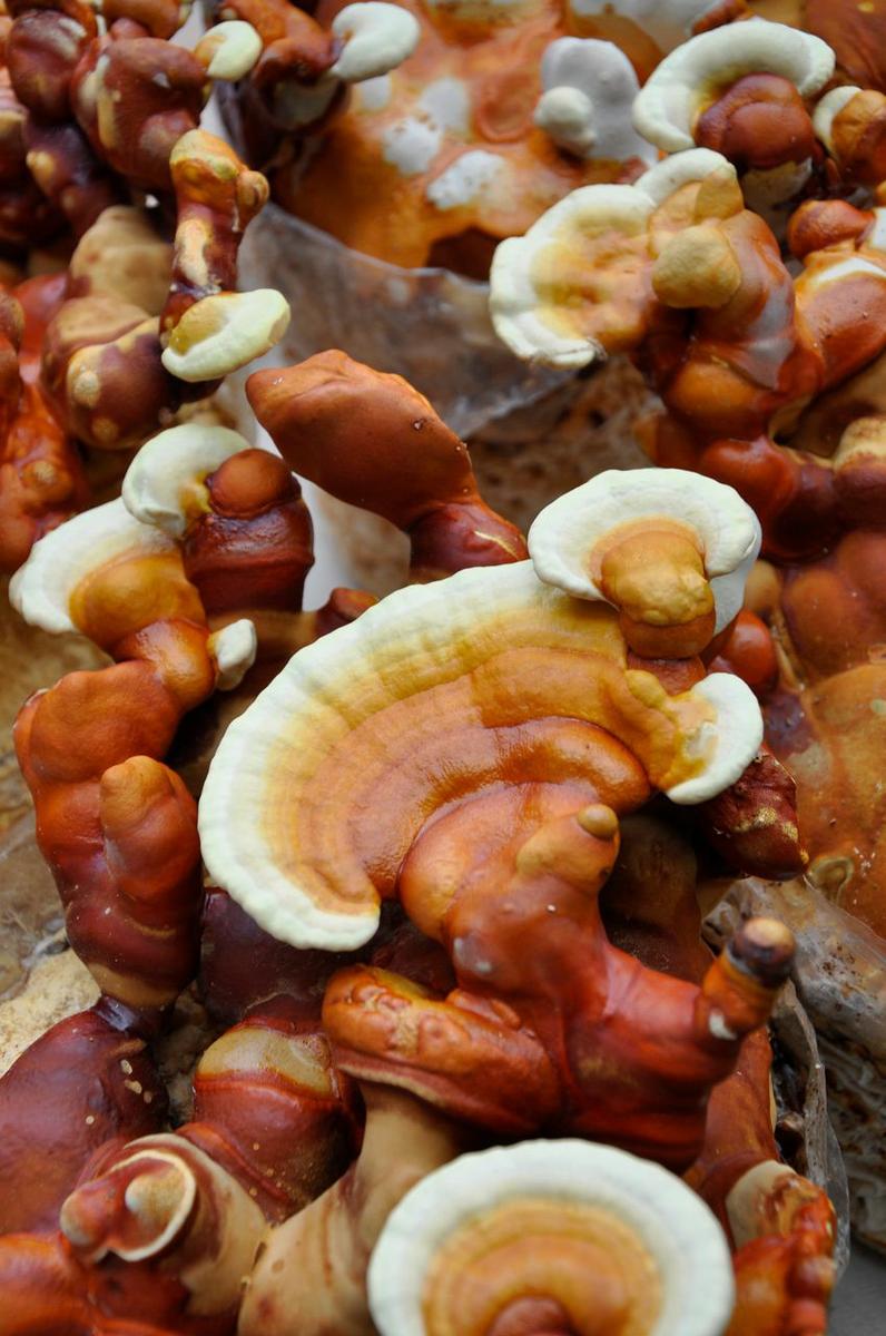 12-reishi-ganoderma-lucidum-lingzhi-lacasadelassetas