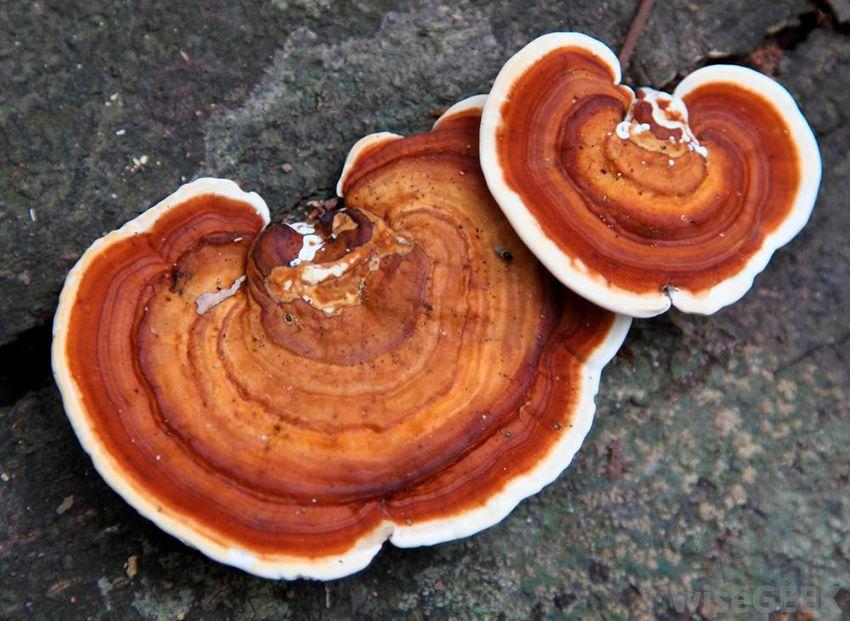 11-reishi-ganoderma-lucidum-lingzhi-lacasadelassetas