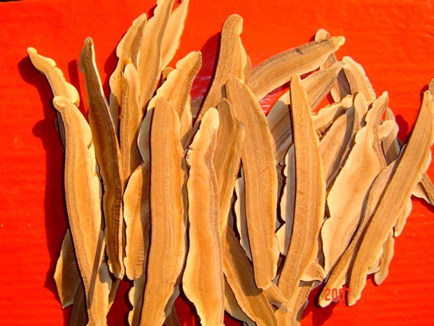 10-reishi-ganoderma-lucidum-lingzhi-lacasadelassetas