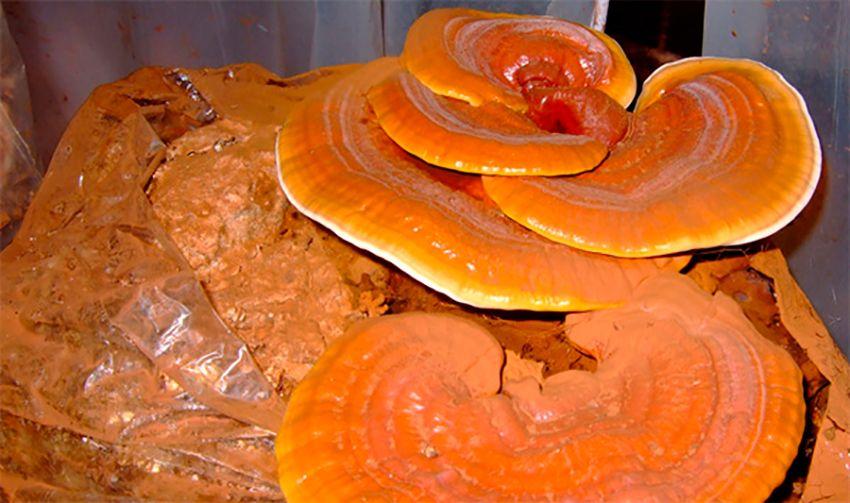 08-reishi-ganoderma-lucidum-lingzhi-lacasadelassetas