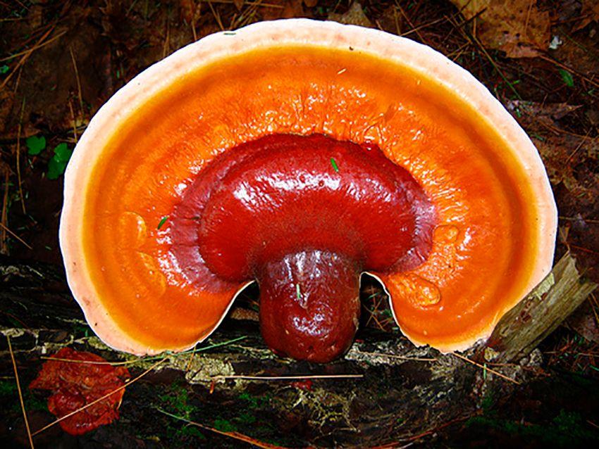 07-reishi-ganoderma-lucidum-lingzhi-lacasadelassetas