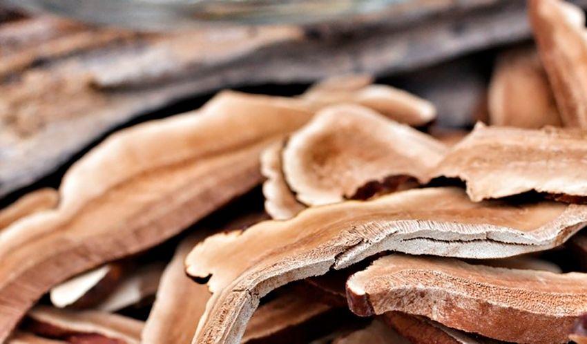 05-reishi-ganoderma-lucidum-lingzhi-lacasadelassetas