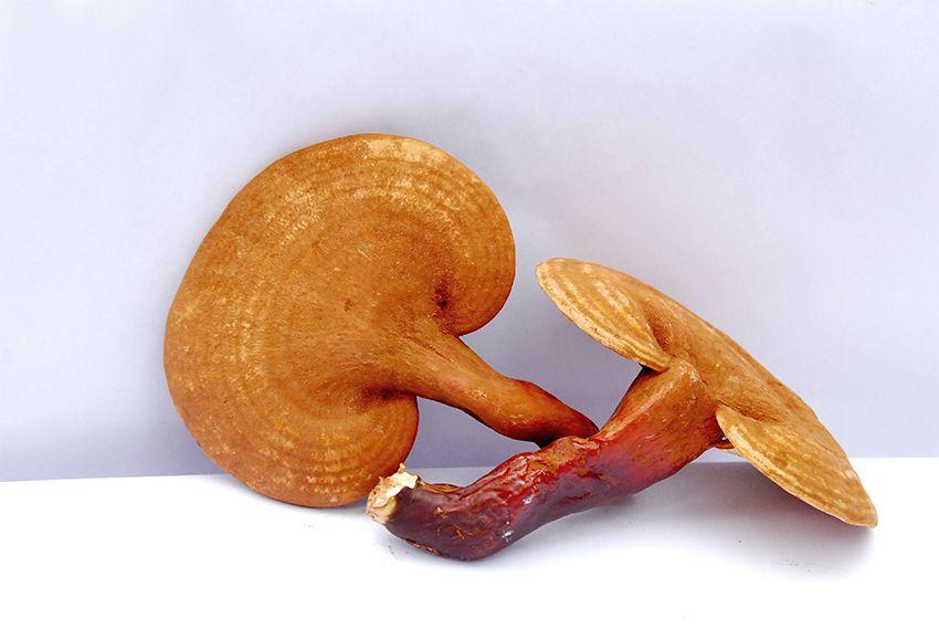 04-reishi-ganoderma-lucidum-lingzhi-lacasadelassetas