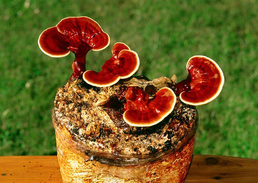 03-reishi-ganoderma-lucidum-lingzhi-lacasadelassetas