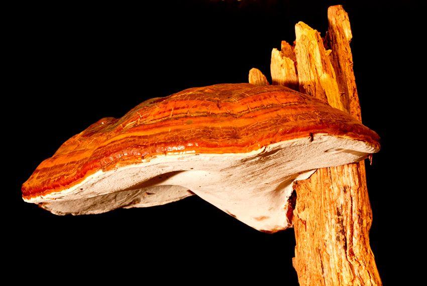02-reishi-ganoderma-lucidum-lingzhi-lacasadelassetas