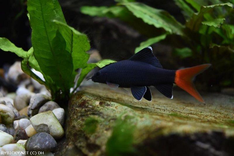 labeo bicolor 3