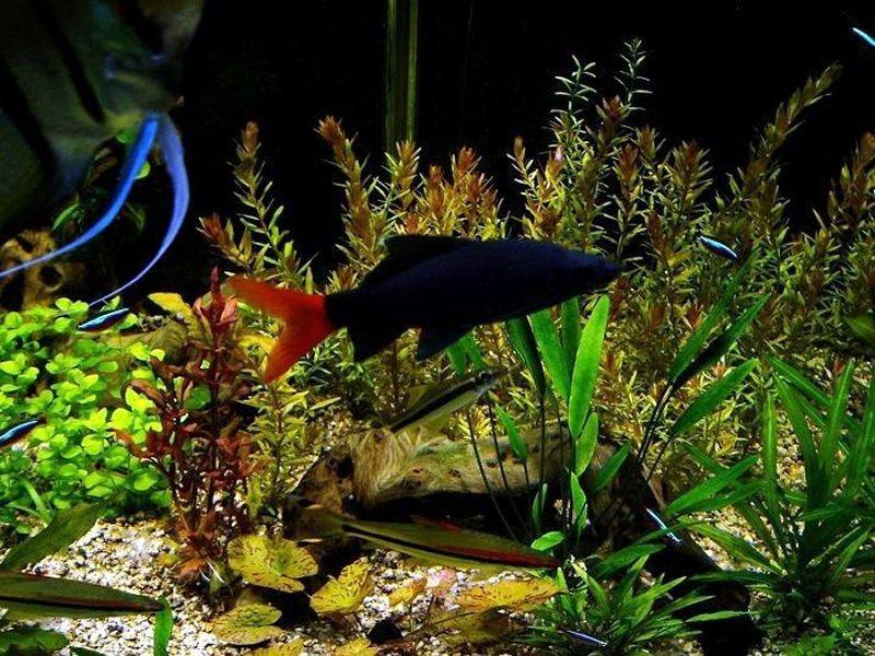 labeo bicolor en el acuario