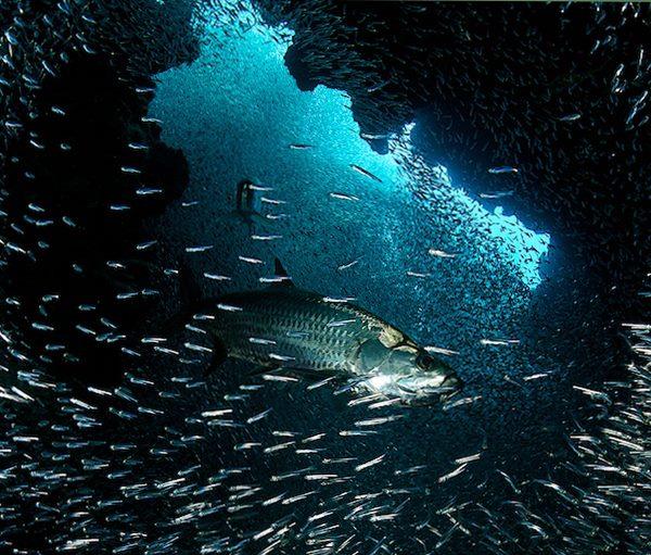 Arrecife de Coral Eden Rock Islas Caimán