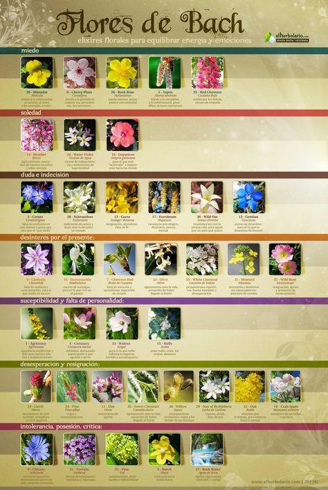 Las flores de Bach y sus aplicaciones