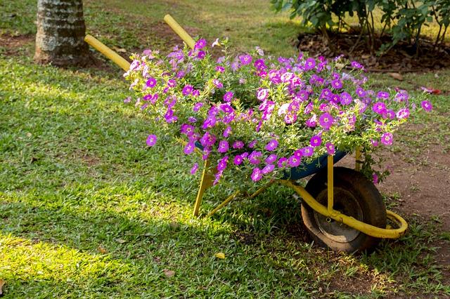 Como Eliminar Garrapatas en el Jardin