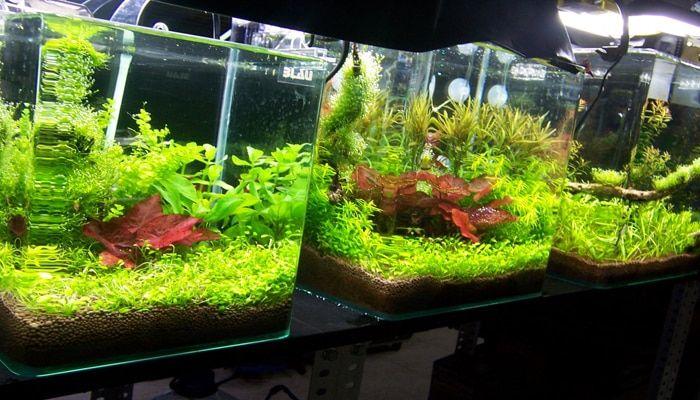 Los 5 Mejores Nano Acuarios del 2019