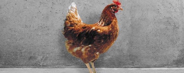 Razas de gallinas Hisex Brown