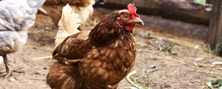 Gallina Lohmann Brown