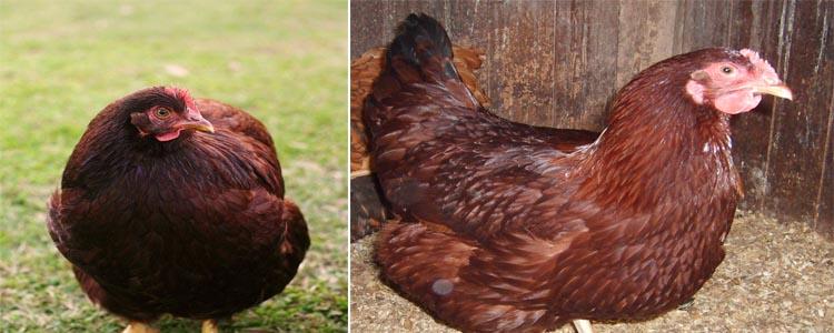 razas de gallinas Rhode Island