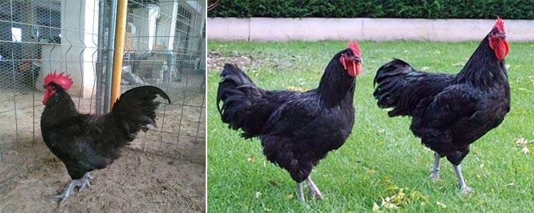 Gallina Jersey Negra Gigante