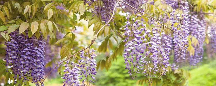 Cómo cultivar glicina o wisteria sinensis