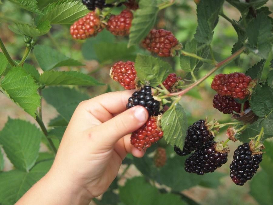 Mano de niños recogiendo el fruto de la mora
