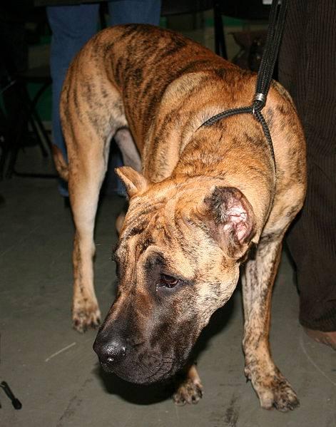 Presa canario atigrado